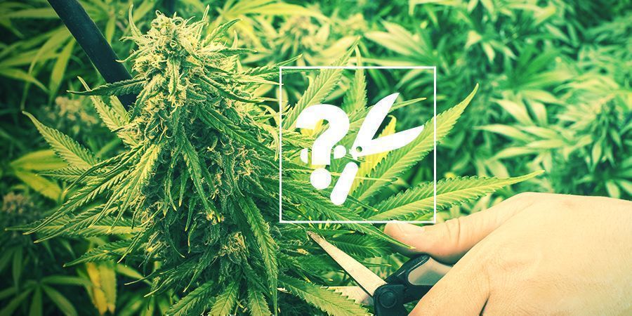 Quando E Como Raccogliere La Cannabis