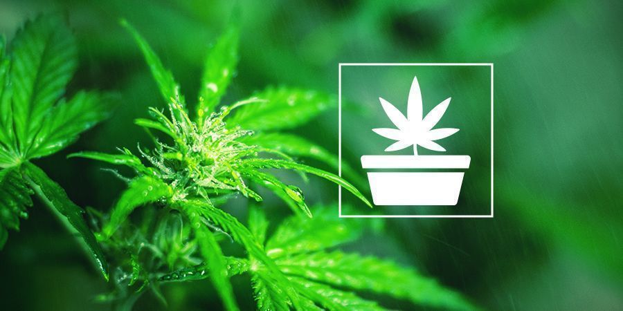 La Fase Vegetativa Nella Coltura Della Cannabis
