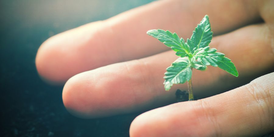 Effetti Positivi Della CO₂ Sulle Piante Di Cannabis