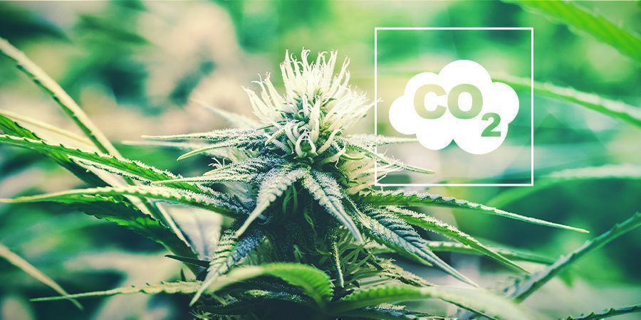 CO₂ E Cannabis