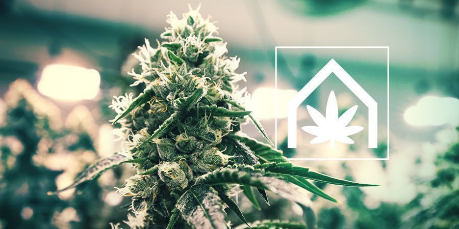 La Coltivazione Di Cannabis Indoor