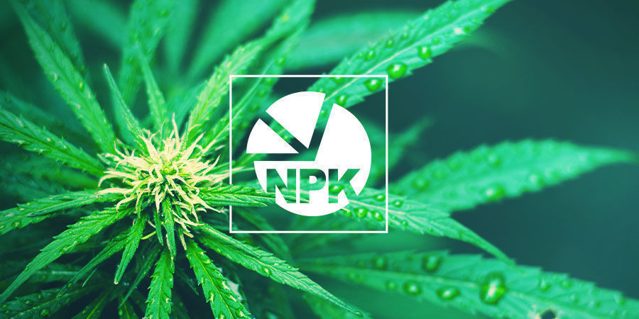 NPK: Qual È Il Miglior Rapporto Di Nutrienti Per La Cannabis?