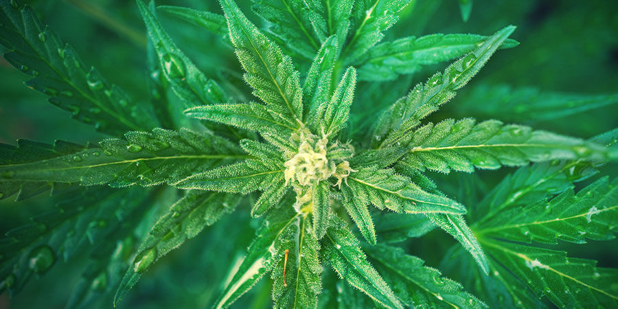 Come Usare Il Fertilizzante NPK Per Coltivare La Cannabis