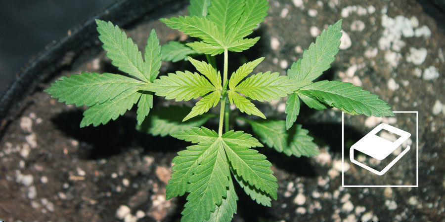 Una Guida Semplice Ai Rapporti NPK Dei Fertilizzanti Per La Marijuana