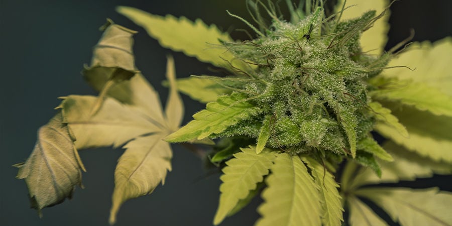 Quali sono i sintomi del marciume radicale della cannabis?