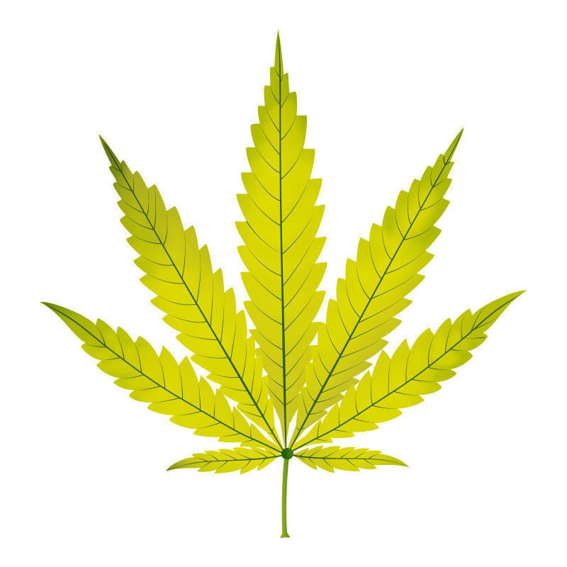 Carenza Di Azoto Nelle Piante Di Cannabis: Ultimo stadio della carenza di azoto