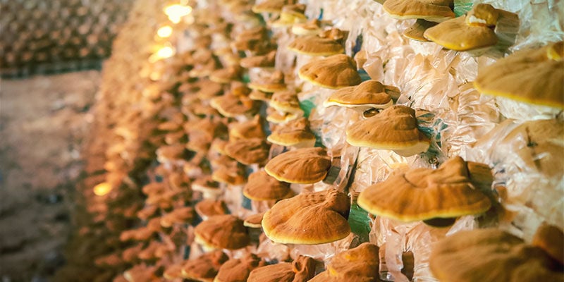 Come Viene Prodotta la Tintura di Funghi per Scopi Commerciali?