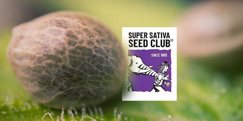 Il Catalogo di Super Sativa Seed Club Offre Solo Semi di Varietà Sativa?