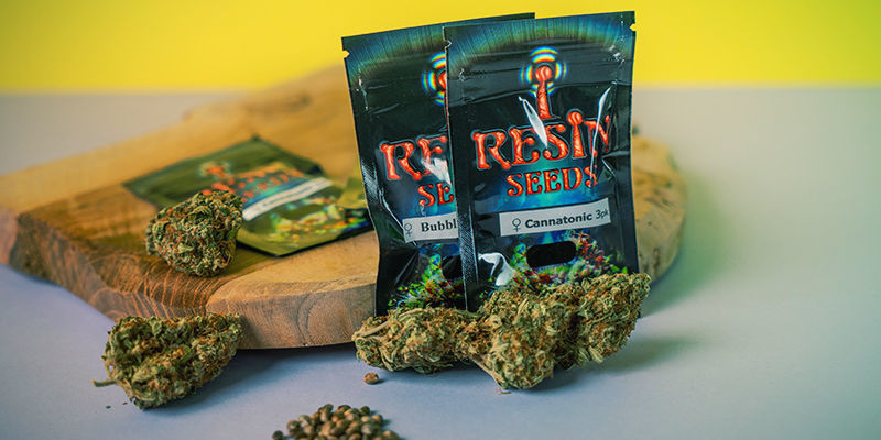 Resin Seeds: Semi Cannabis Femminizzati