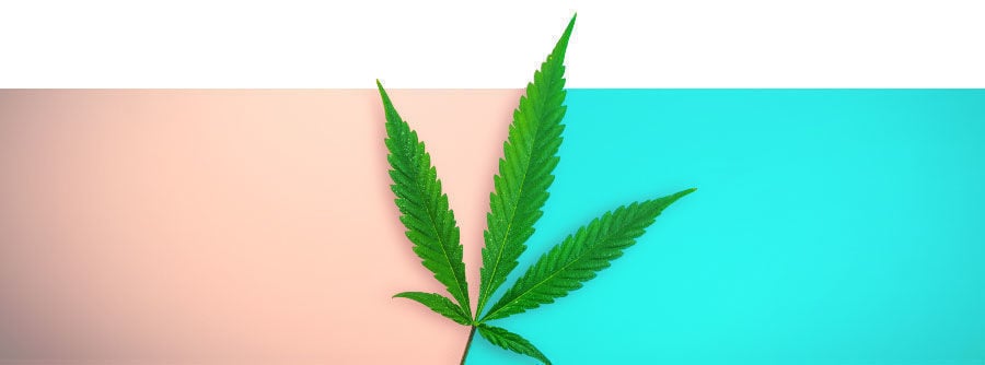semi di cannabis regolari