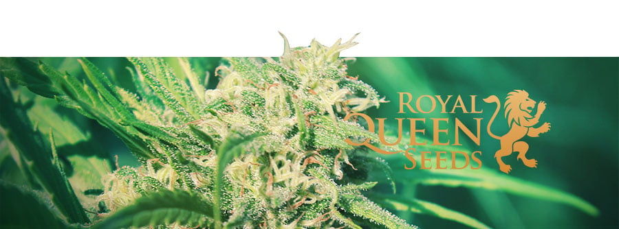 I migliori accessori per cannabis di RQS a prezzi stracciati - RQS Blog
