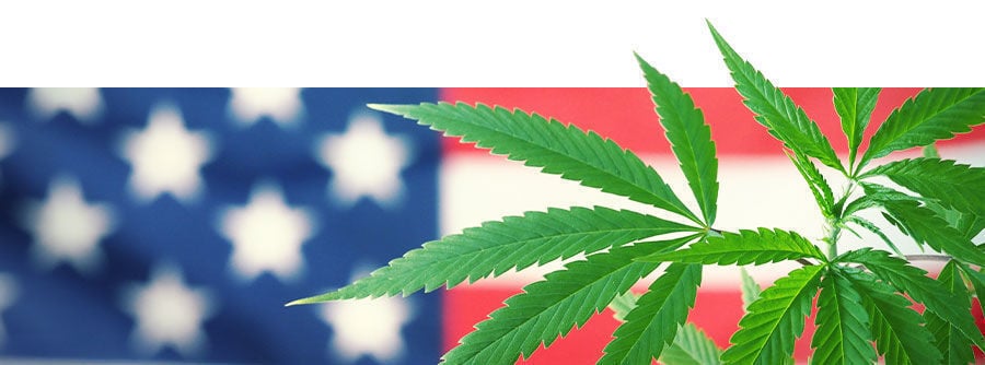 cannabis statunitense