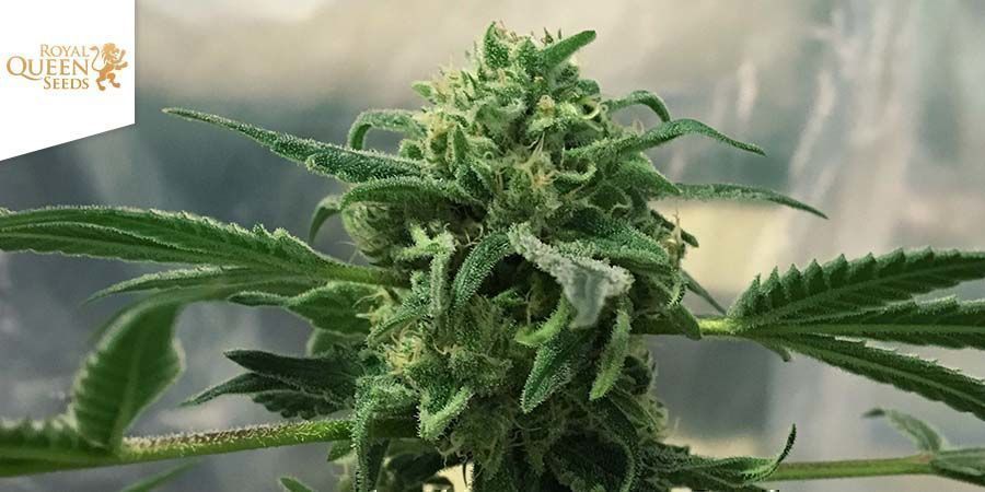 Royal Highness Di Royal Queen Seeds