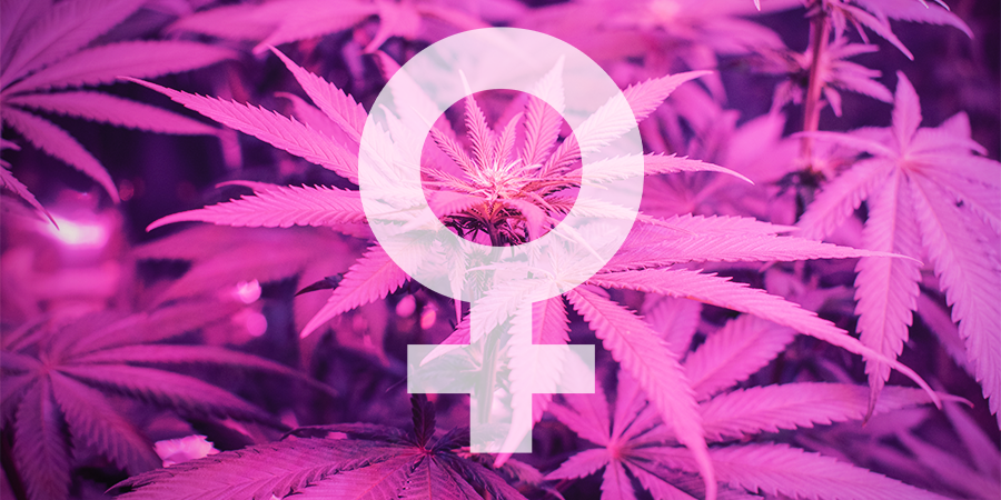 Quali Sono i Migliori Semi di Cannabis Femminizzati di Sensi Seeds?