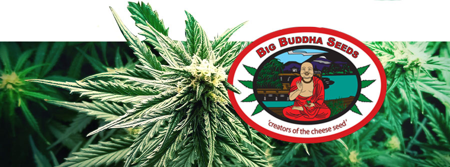 Big Buddha Seeds Logo