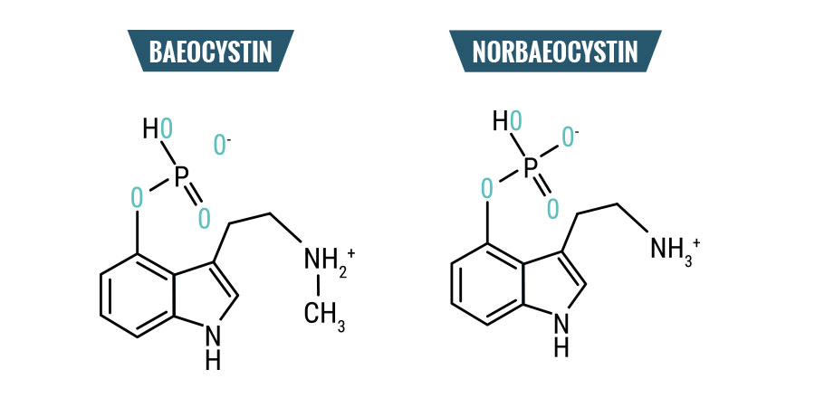 Baeocistina & Norbaeocistina