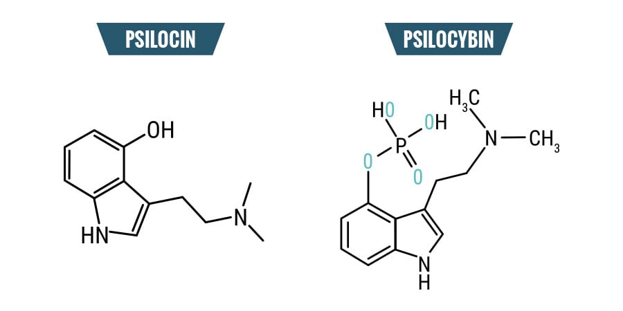Psilocibina & Psilocina