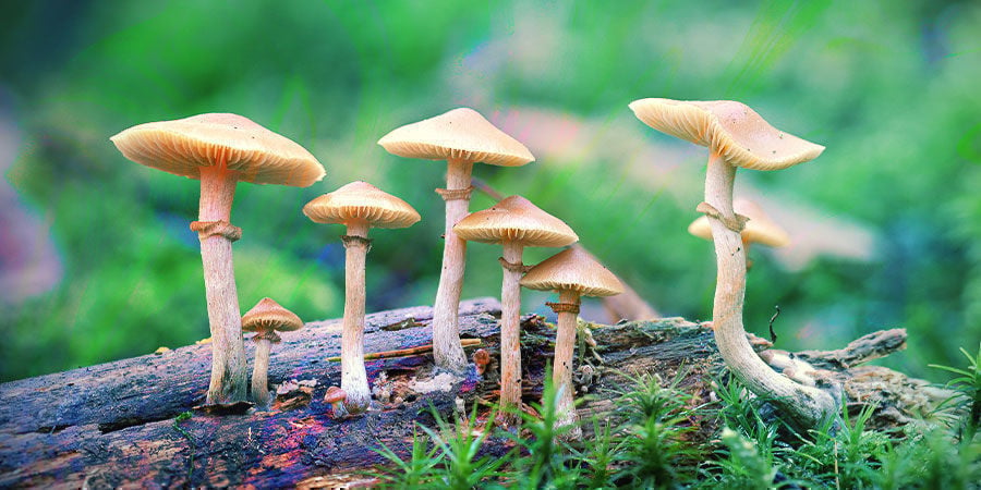 Che Cosa Sono i Funghi Allucinogeni?