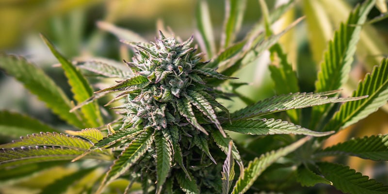 Assicurati una rapida crescita delle tue piante di cannabis