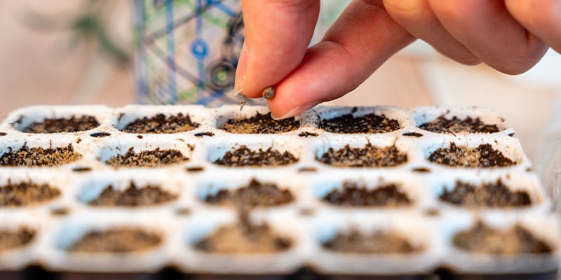 Germinare i semi di cannabis con un kit di germinazione