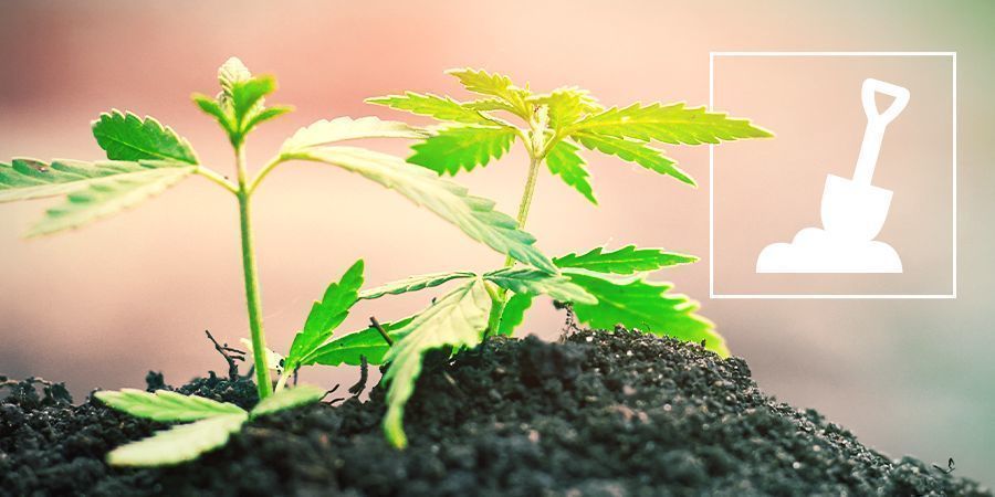 Coltivazione Della Cannabis In Suolo