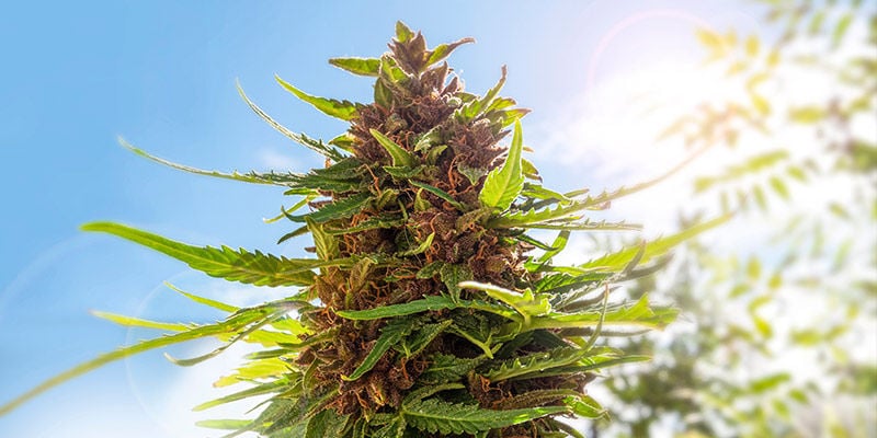 Perché coltivare cannabis nel proprio giardino?