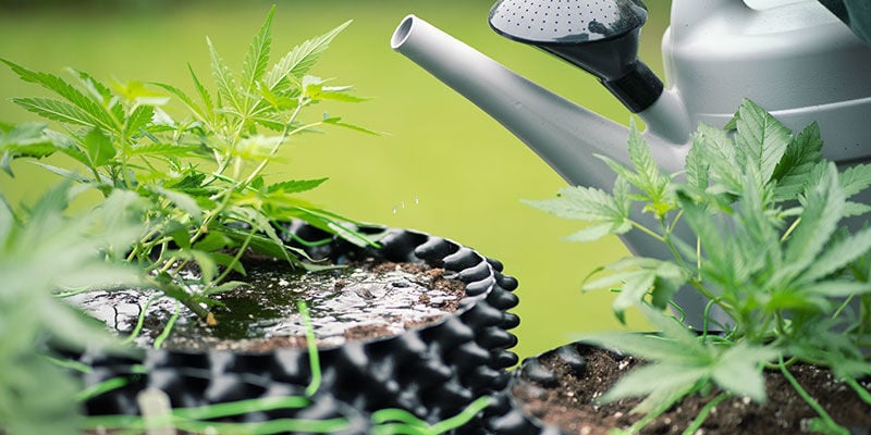 Perché eseguire il lavaggio delle radici sulle piante di cannabis?