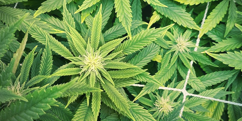Che aspetto ha la carenza di zinco nelle piante di cannabis