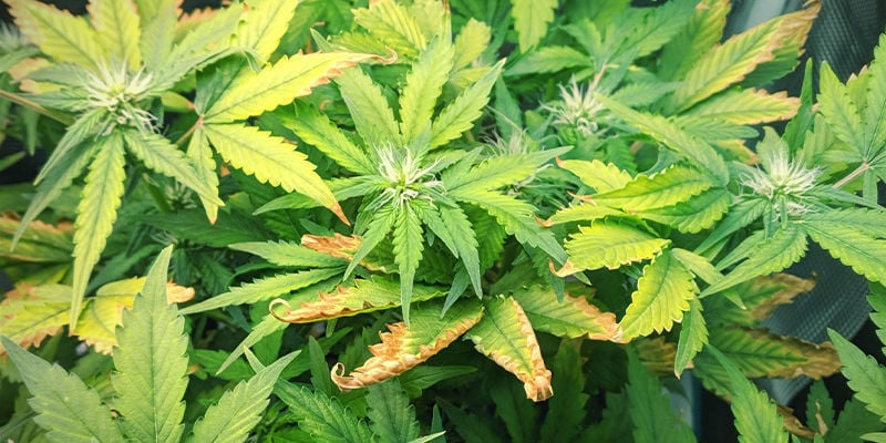 Che aspetto ha la carenza di zinco nelle piante di cannabis