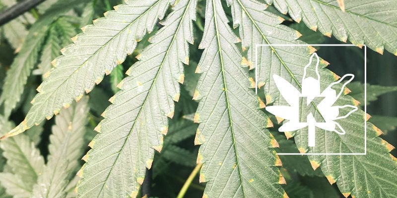 Carenza Di Potassio Nelle Piante Di Cannabis