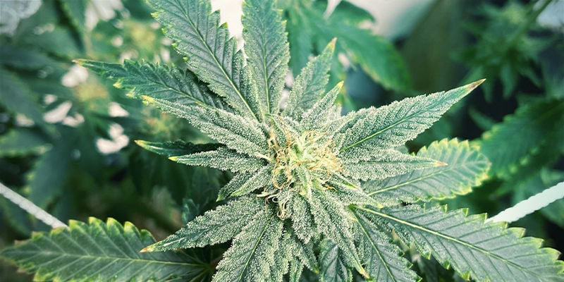 Che aspetto ha la carenza di potassio nelle piante di cannabis