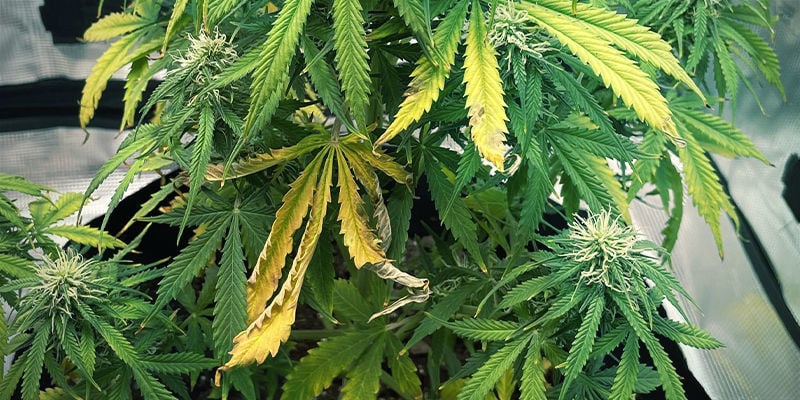 Che aspetto ha la carenza di potassio nelle piante di cannabis