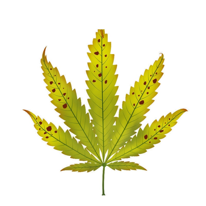 Carenza Di potassio Nelle Piante Di Cannabis: Ultimo stadio della carenza di potassio