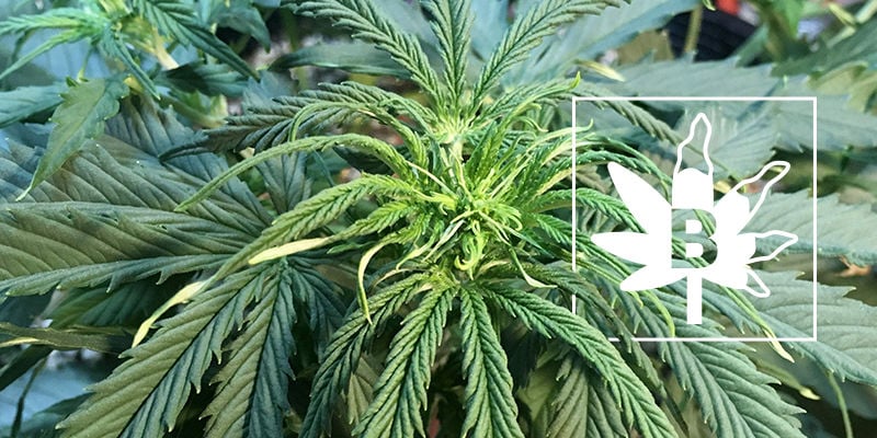 Carenza Di Boro Nelle Piante Di Cannabis