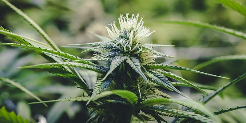La carenza di rame nella cannabis è davvero così grave?