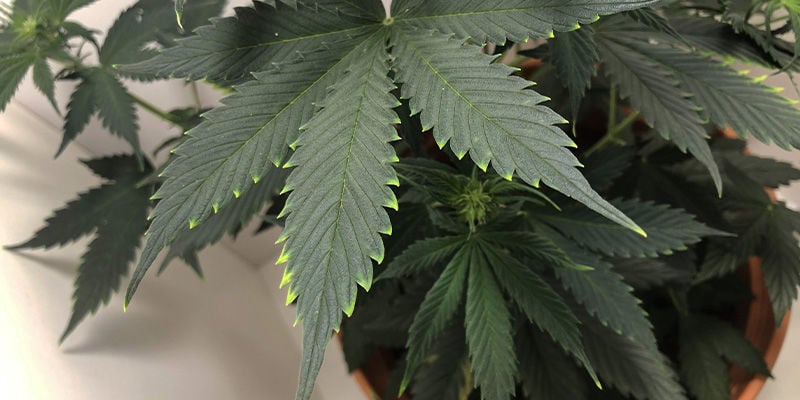 Che aspetto ha la carenza di rame nella cannabis