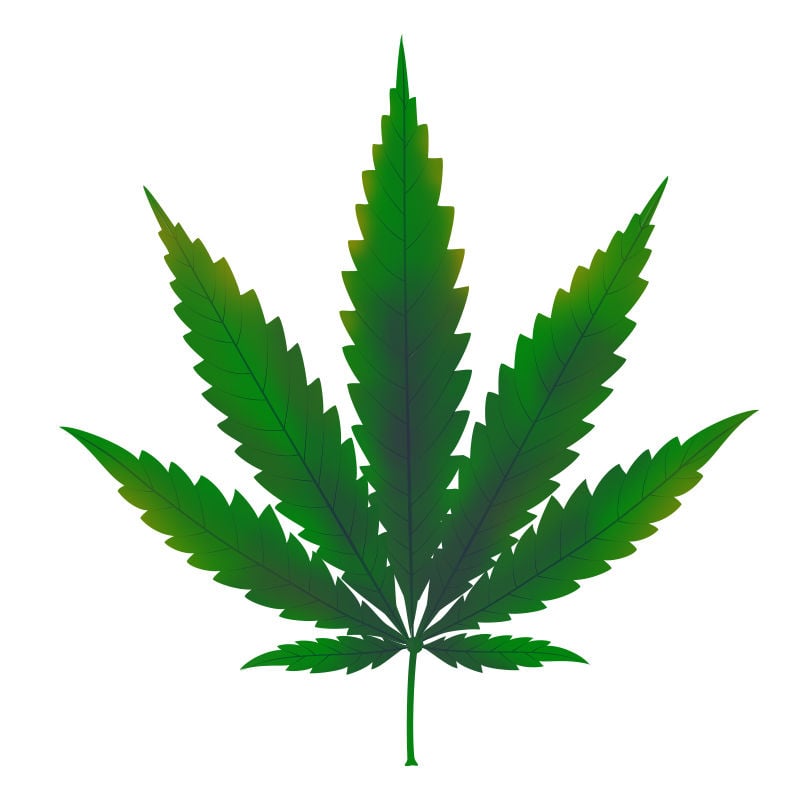 Carenza Di Rame Nelle Piante Di Cannabis: Primi sintomi della carenza di rame