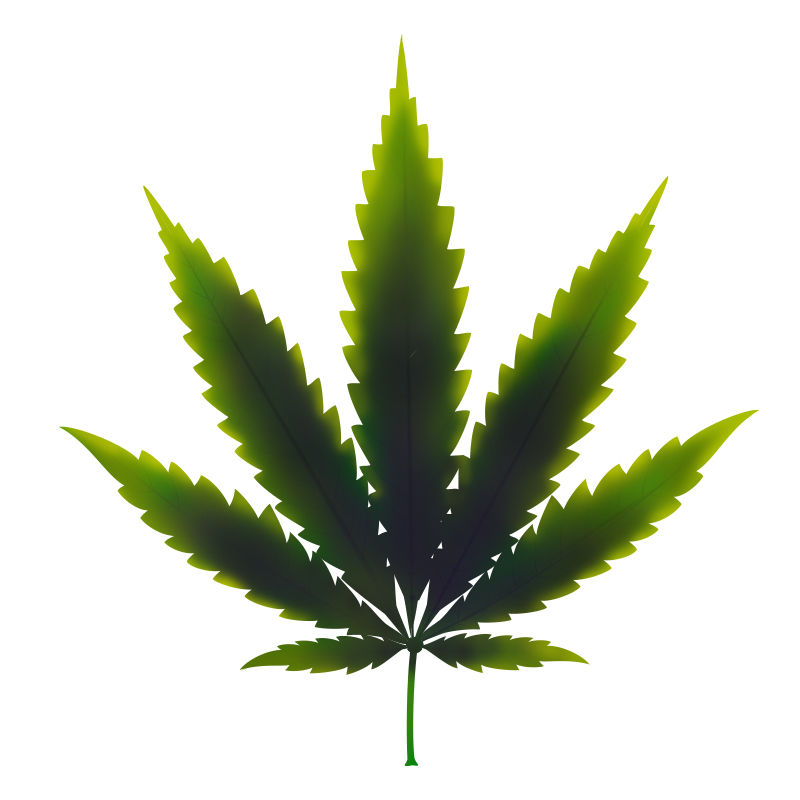 Carenza Di rame Nelle Piante Di Cannabis: Ultimo stadio della carenza di rame