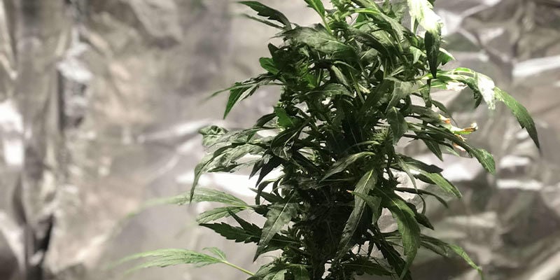 L'acaro tarsonemide sulle piante di cannabis