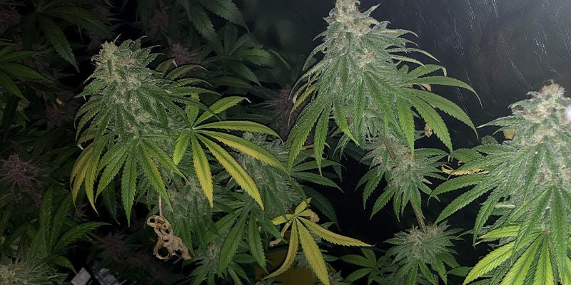 Le piante di cannabis possono riprendersi da un'infestazione di tarsonemidi?