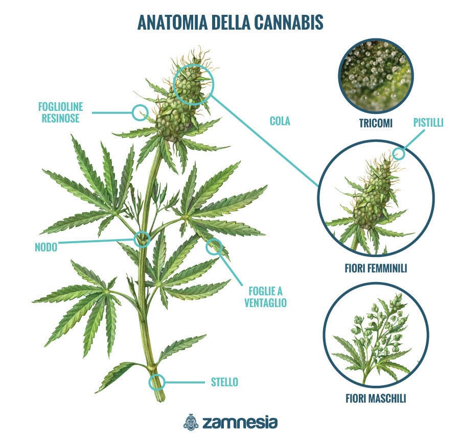 Anatomia Della Cannabis