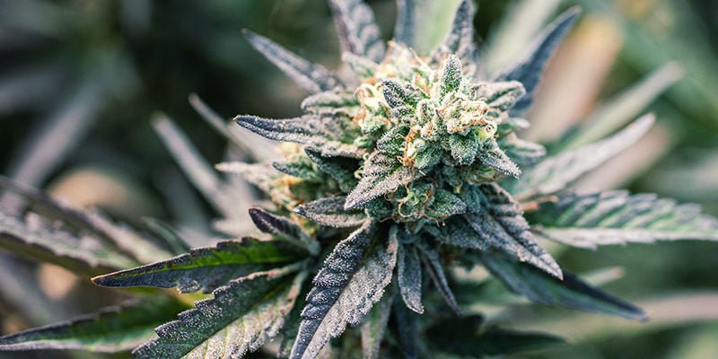 Si Può Usare Qualsiasi Varietà Per Fare Le Capsule Di Cannabis?