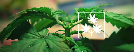 Cimatura Della Cannabis: Tutto Quello Che C'è Da Sapere