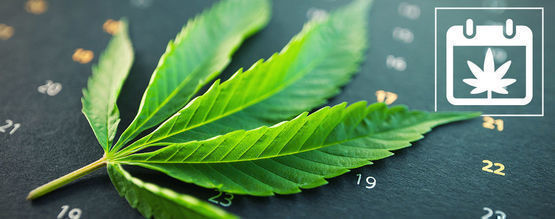 Calendario Per La Coltivazione Della Cannabis Outdoor Di Zamnesia