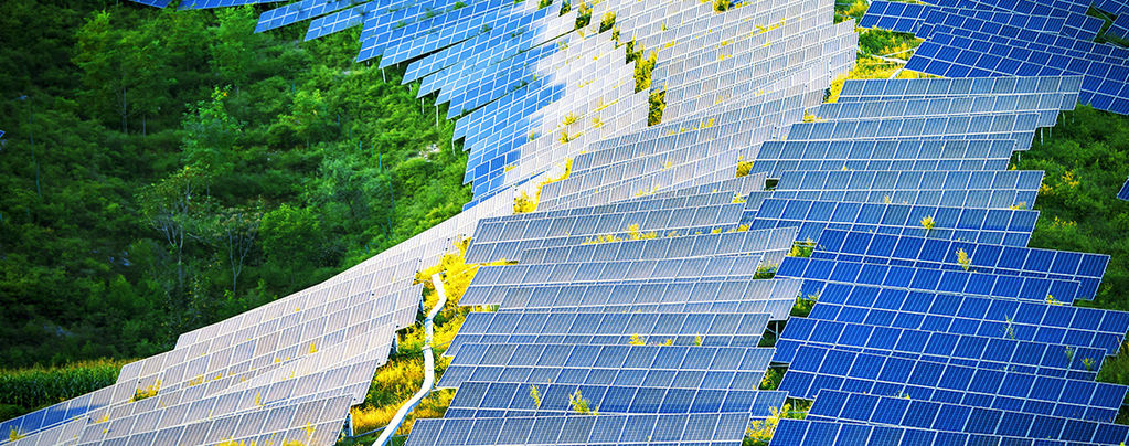 Come i Pannelli Solari Potrebbero Rivoluzionare le Coltivazioni Indoor