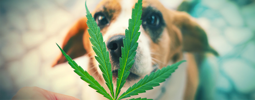 Animale Domestico & Cannabis