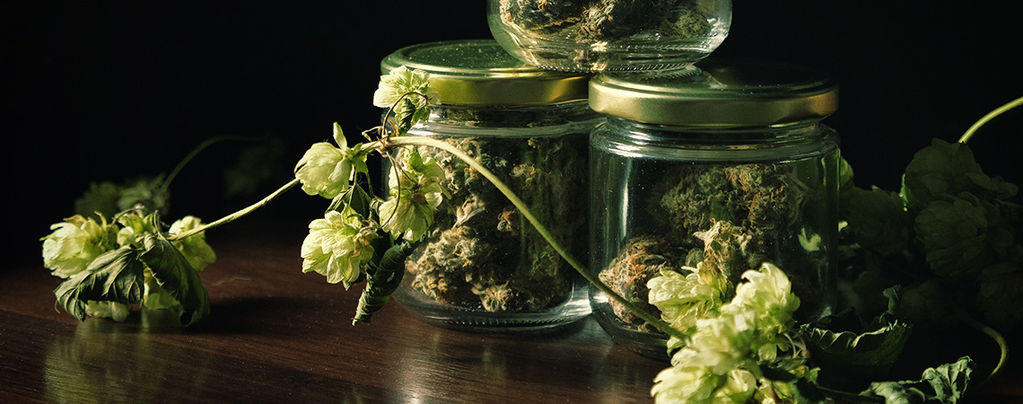 La Sorprendente Connessione Tra Cannabis E Luppolo