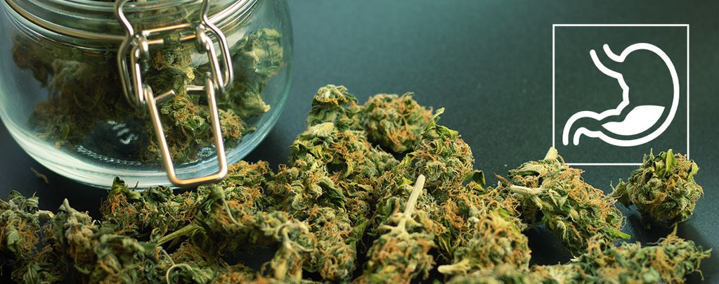 In Che Modo La Cannabis Influisce Sull’apparato Digerente?