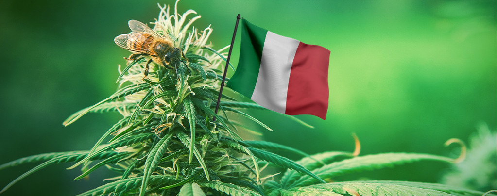 Le Migliori Semi Di Cannabis Italia