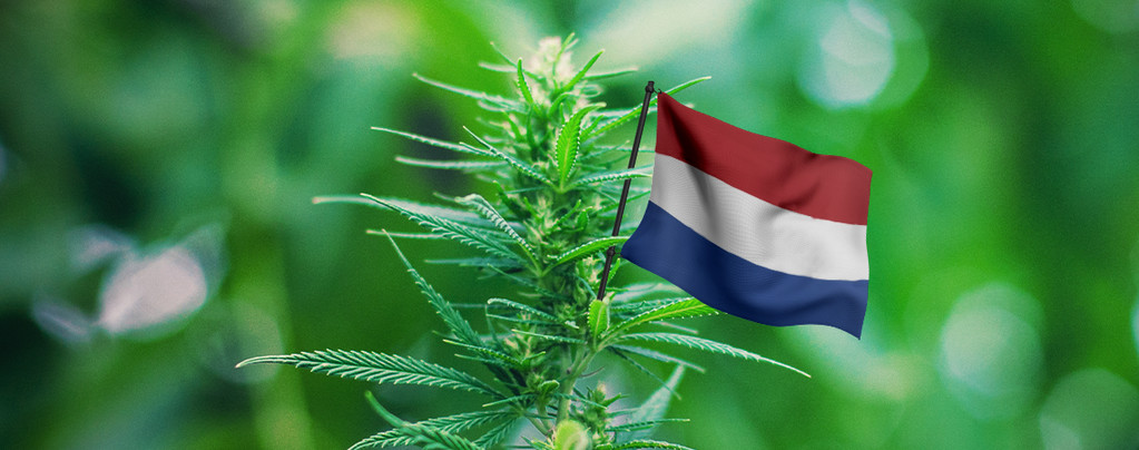 Le Migliori Varietà Di Cannabis Da Coltivare All'Aperto Nei Paesi Bassi